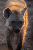 Serondella - Hyena Sunset Serondella - Hyena Sunset